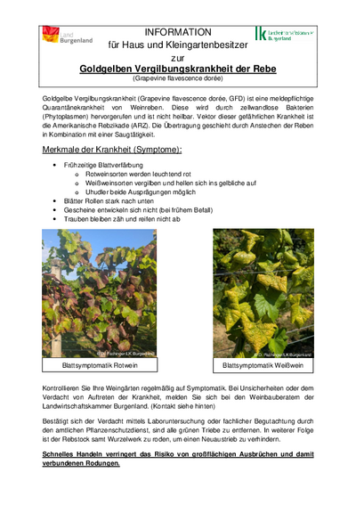 Infoblatt mit allen Details, Abbildung Rebstock mit Vergilbung Infoblatt mit allen Details, Abbildung Rebstock mit Vergilbung
